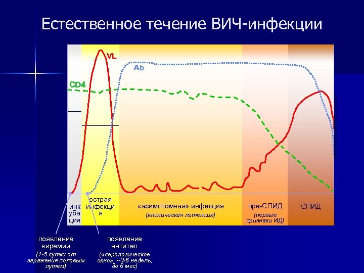 Естественное течение ВИЧ-инфекции VL Ab CD 4 острая инк инфекци я уба ция «асимптомная»