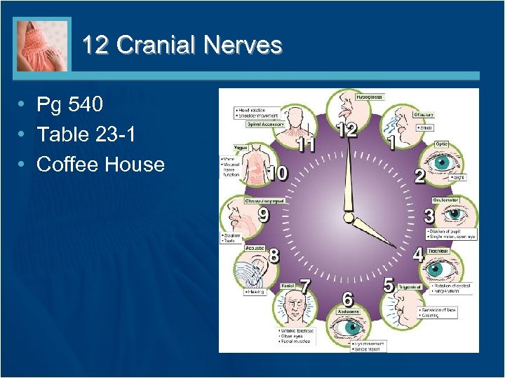 12 Cranial Nerves • Pg 540 • Table 23 -1 • Coffee House 