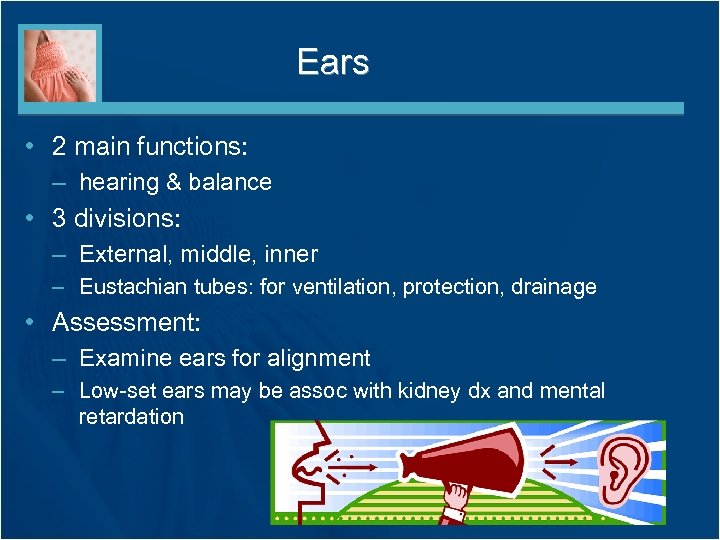 Ears • 2 main functions: – hearing & balance • 3 divisions: – External,
