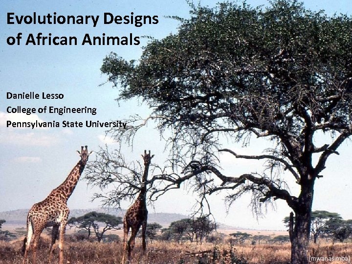 Evolutionary Designs of African Animals Danielle Lesso College of Engineering Pennsylvania State University [mwanasimba]