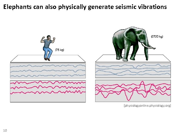 Elephants can also physically generate seismic vibrations [physiologyonline. physiology. org] 10 