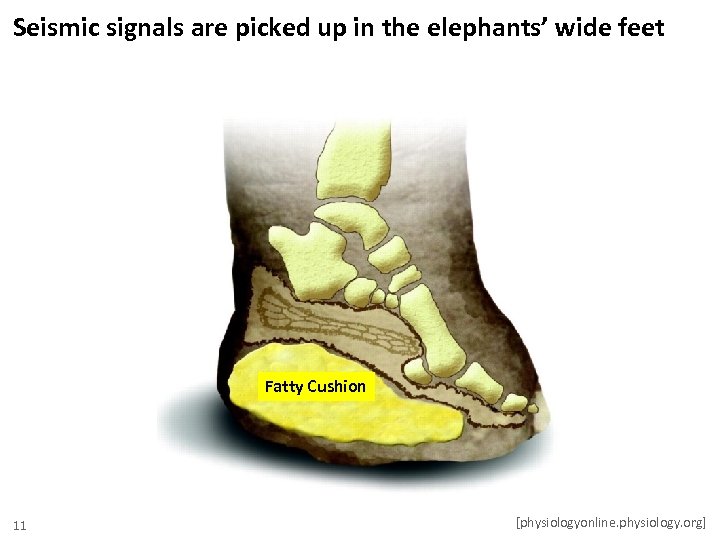 Seismic signals are picked up in the elephants’ wide feet Fatty Cushion 11 [physiologyonline.