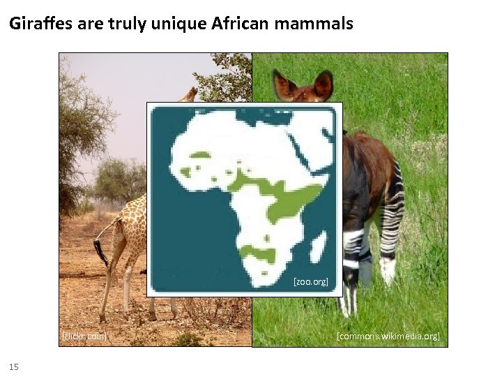 Giraffes are truly unique African mammals [zoo. org] [flickr. com] 15 [commons. wikimedia. org]