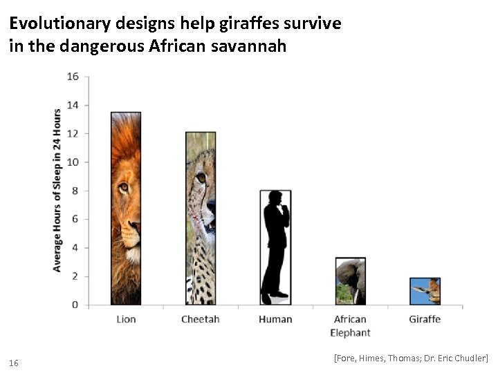 Evolutionary designs help giraffes survive in the dangerous African savannah 16 [Fore, Himes, Thomas;