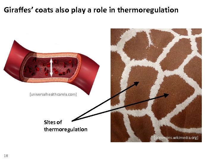 Giraffes’ coats also play a role in thermoregulation [universalhealthcarela. com] Sites of thermoregulation [commons.