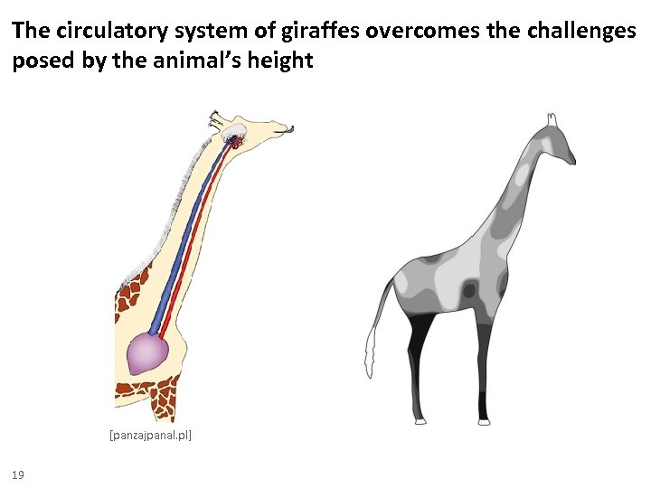 The circulatory system of giraffes overcomes the challenges posed by the animal’s height [panzajpanal.