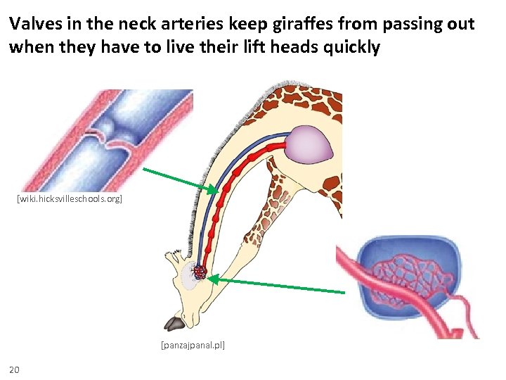 Valves in the neck arteries keep giraffes from passing out when they have to