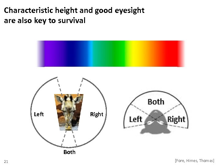 Characteristic height and good eyesight are also key to survival Left Right Both 21