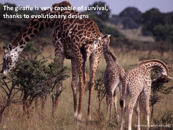 The giraffe is very capable of survival, thanks to evolutionary designs 22 [commons. wikimedia.
