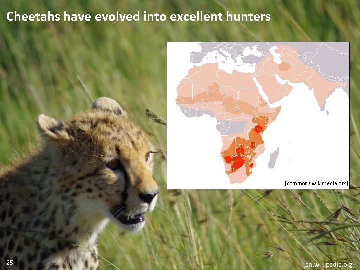 Cheetahs have evolved into excellent hunters [commons. wikimedia. org] 25 [en. wikipedia. org] 