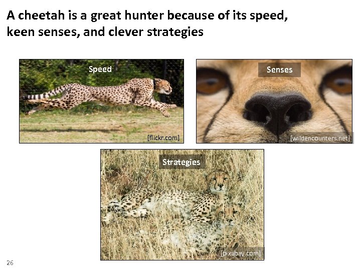 A cheetah is a great hunter because of its speed, keen senses, and clever