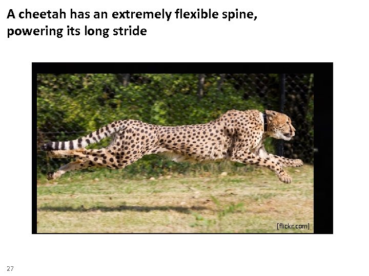 A cheetah has an extremely flexible spine, powering its long stride [flickr. com] [youtube.