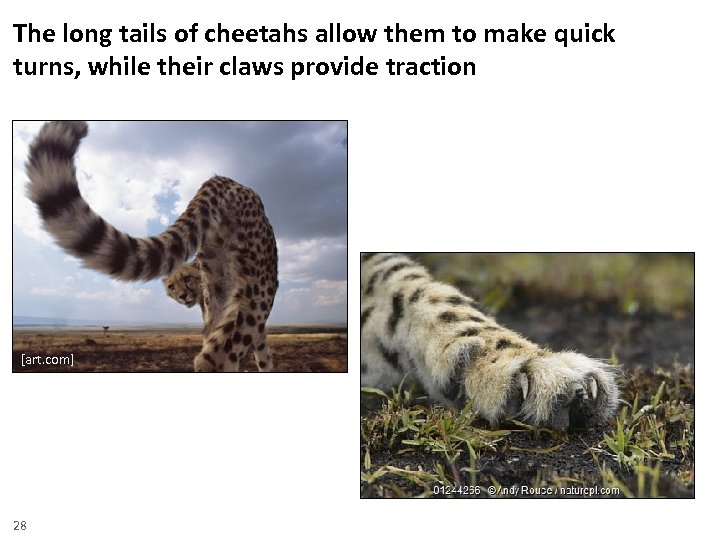 The long tails of cheetahs allow them to make quick turns, while their claws