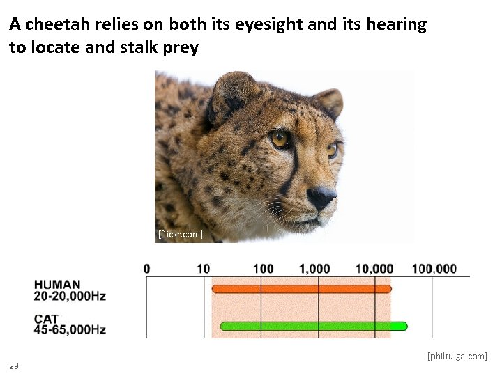 A cheetah relies on both its eyesight and its hearing to locate and stalk