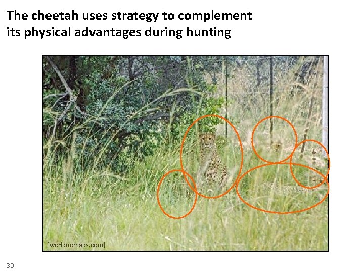 The cheetah uses strategy to complement its physical advantages during hunting [worldnomads. com] 30