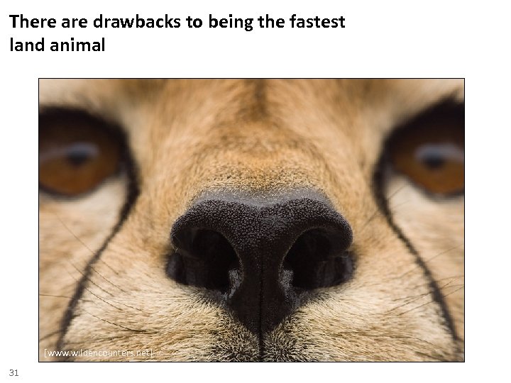 There are drawbacks to being the fastest land animal [www. wildencounters. net] 31 