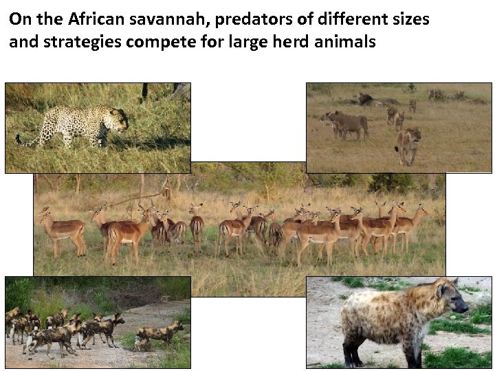 On the African savannah, predators of different sizes and strategies compete for large herd