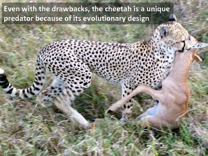 Even with the drawbacks, the cheetah is a unique predator because of its evolutionary