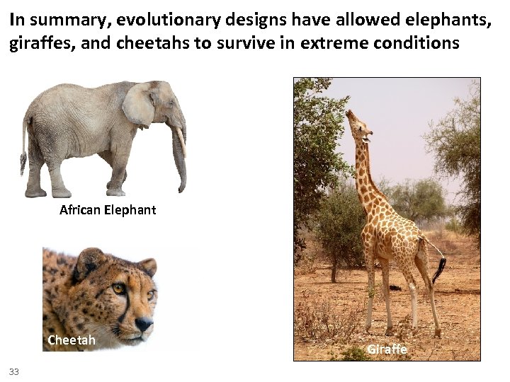 In summary, evolutionary designs have allowed elephants, giraffes, and cheetahs to survive in extreme