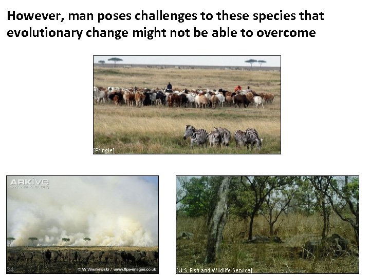 However, man poses challenges to these species that evolutionary change might not be able
