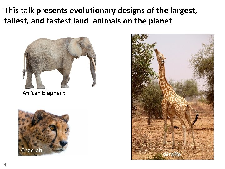 This talk presents evolutionary designs of the largest, tallest, and fastest land animals on