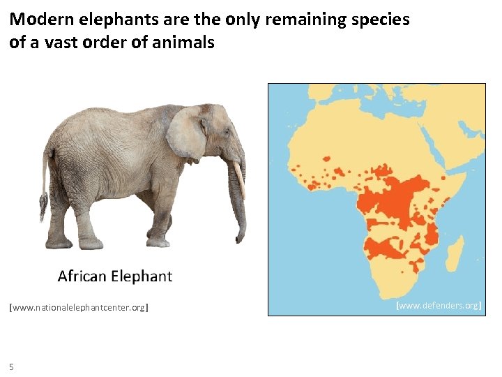 Modern elephants are the only remaining species of a vast order of animals [www.