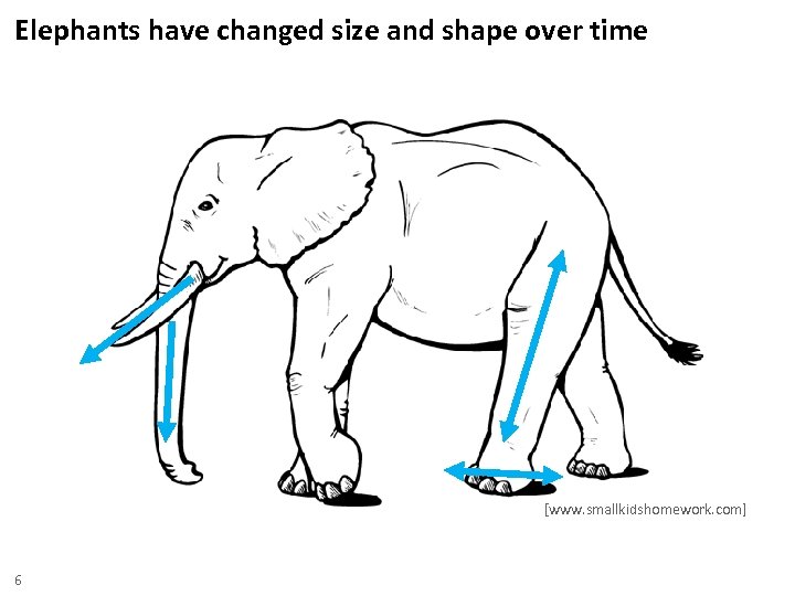 Elephants have changed size and shape over time [www. smallkidshomework. com] 6 