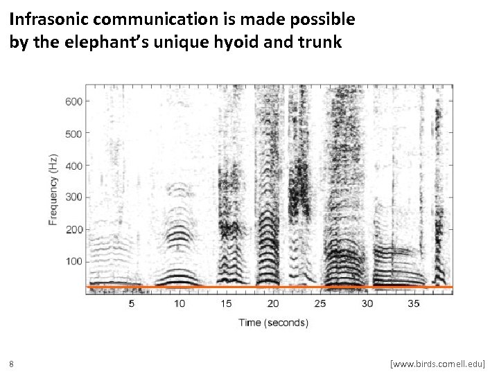 Infrasonic communication is made possible by the elephant’s unique hyoid and trunk [www. sciencdirect.