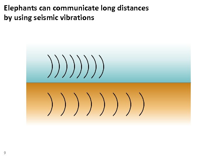 Elephants can communicate long distances by using seismic vibrations 9 