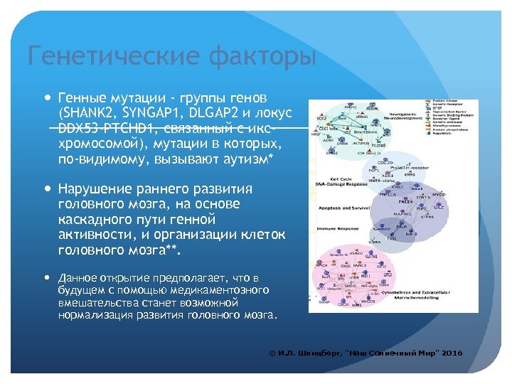 Генетические факторы Генные мутации - группы генов (SHANK 2, SYNGAP 1, DLGAP 2 и