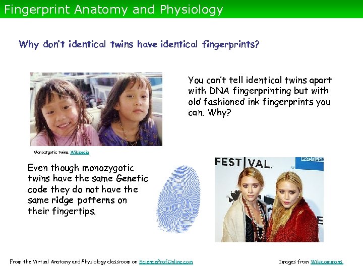 Fingerprint Anatomy and Physiology Why don’t identical twins have identical fingerprints? You can’t tell