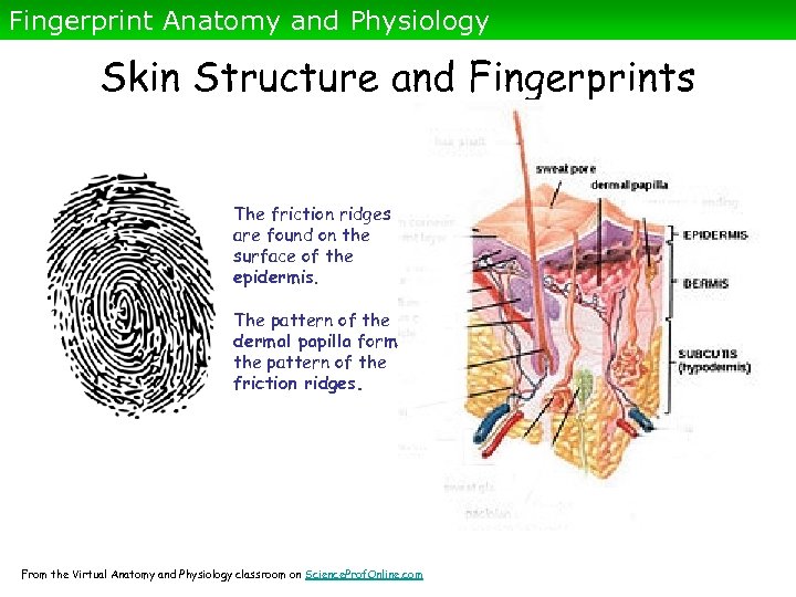 Fingerprint Anatomy and Physiology Skin Structure and Fingerprints The friction ridges are found on