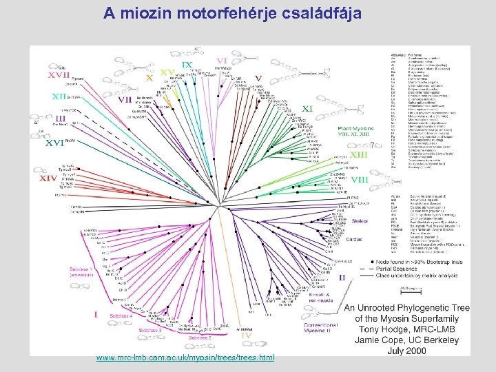  A miozin motorfehérje családfája www. mrc-lmb. cam. ac. uk/myosin/trees. html 