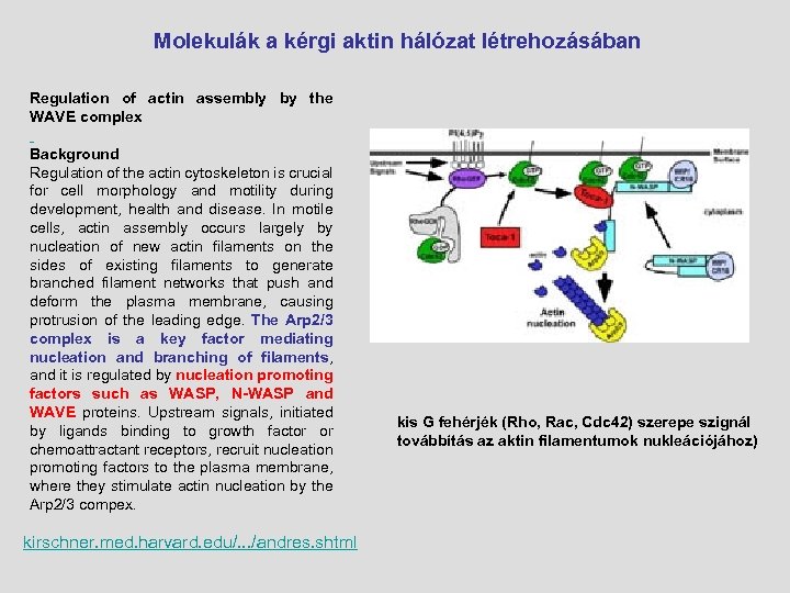  Molekulák a kérgi aktin hálózat létrehozásában Regulation of actin assembly by the WAVE