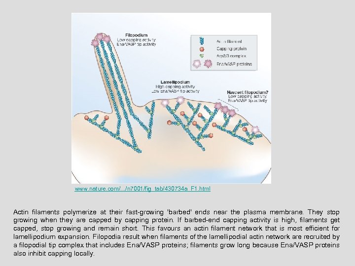 www. nature. com/. . . /n 7001/fig_tab/430734 a_F 1. html Actin filaments polymerize at