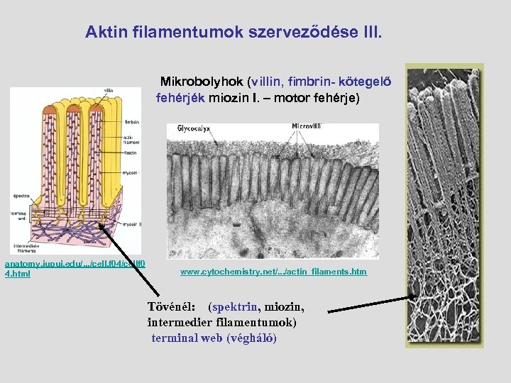 Aktin filamentumok szerveződése III. Mikrobolyhok (villin, fimbrin- kötegelő fehérjék miozin I. – motor fehérje)