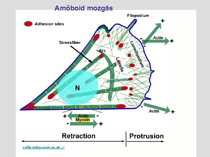Amőboid mozgás cellix. imba. oeaw. ac. at/. . . / 