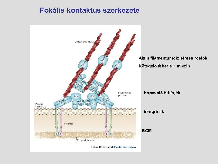 Fokális kontaktus szerkezete Aktin filamentumok: stress rostok Kötegelő fehérje + miozin Kapcsoló fehérjék integrinek