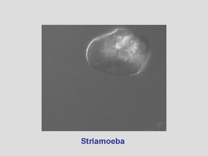 Striamoeba 