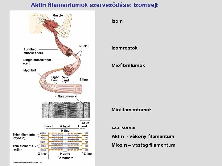 Aktin filamentumok szerveződése: izomsejt Izomrostok Miofibrillumok Miofilamentumok szarkomer Aktin - vékony filamentum Miozin –