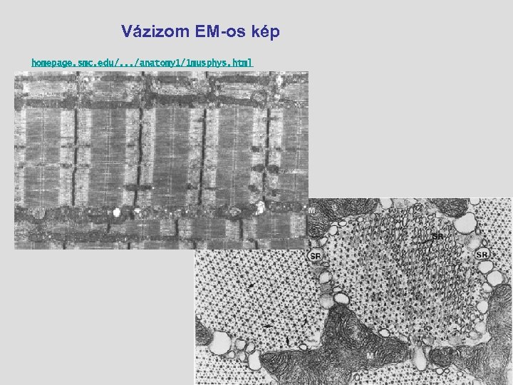 Vázizom EM-os kép homepage. smc. edu/. . . /anatomy 1/1 musphys. html 