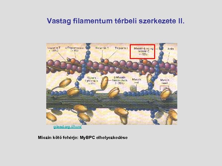 Vastag filamentum térbeli szerkezete II. gilead. org. il/hcm/ Miozin kötő fehérje: My. BPC elhelyezkedése