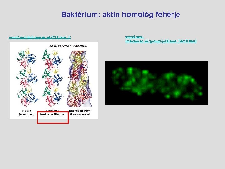 Baktérium: aktin homológ fehérje www 2. mrc-lmb. cam. ac. uk/SS/Lowe_J/ www 2. mrclmb. cam.