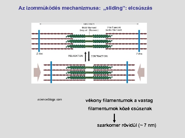 Az izommüködés mechanizmusa: „sliding”: elcsúszás scienceblogs. com vékony filamentumok a vastag filamentumok közé csúsznak