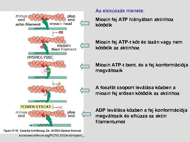 Az elcsúszás menete: Miozin fej ATP hiányában aktinhoz kötődik Miozin fej ATP-t köt és