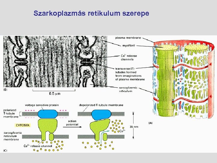 Szarkoplazmás retikulum szerepe 