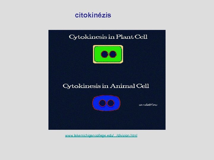  citokinézis www. lakemichigancollege. edu/. . . /division. html 