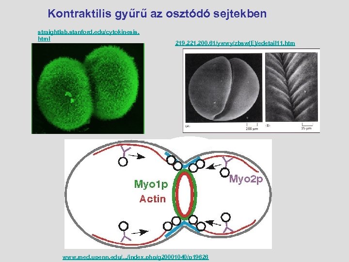 Kontraktilis gyűrű az osztódó sejtekben straightlab. stanford. edu/cytokinesis. html 219. 221. 200. 61/ywwy/zbsw(E)/edetail 11.