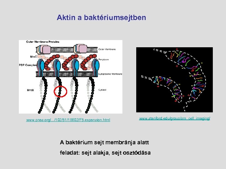 Aktin a baktériumsejtben www. pnas. org/. . . /102/51/18602/F 5. expansion. html www. stanford.
