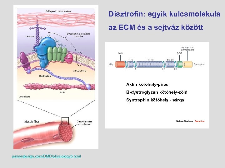 Disztrofin: egyik kulcsmolekula az ECM és a sejtváz között Aktin kötőhely-piros Β-dystroglycan kötőhely-zöld Syntrophin